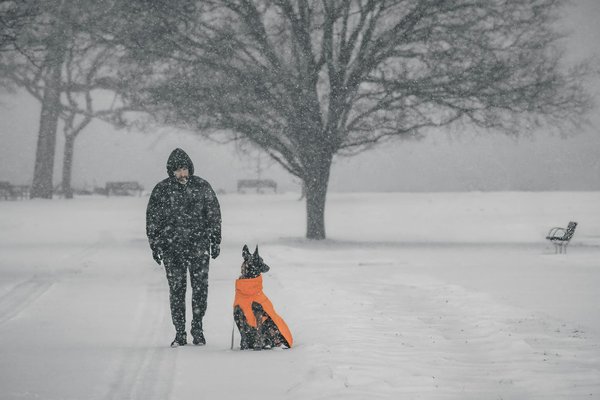 L'impact de l'âge sur la reproduction canine