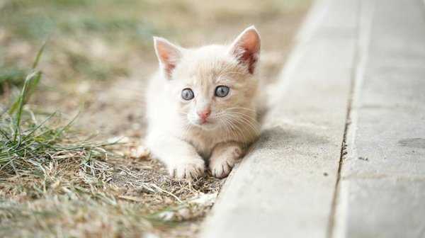 Les Révélations Récentes en Éthique Animale : Un Voyage au Cœur des Nouvelles Découvertes